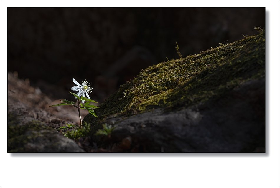 DSC_1437.jpg : 야생화 : 들바람꽃