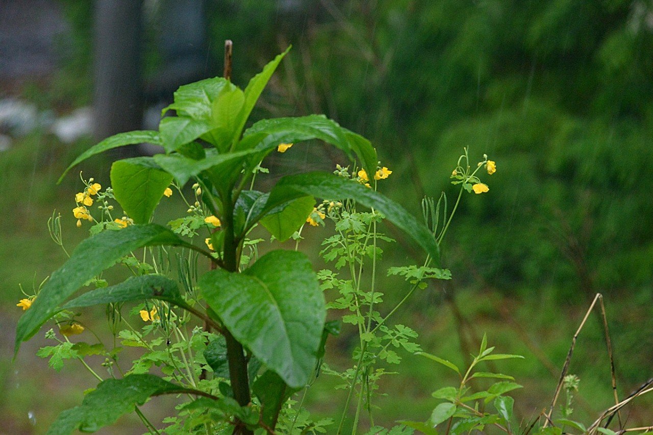 BandPhoto_8984545029.jpg : 비온날 들꽃들은