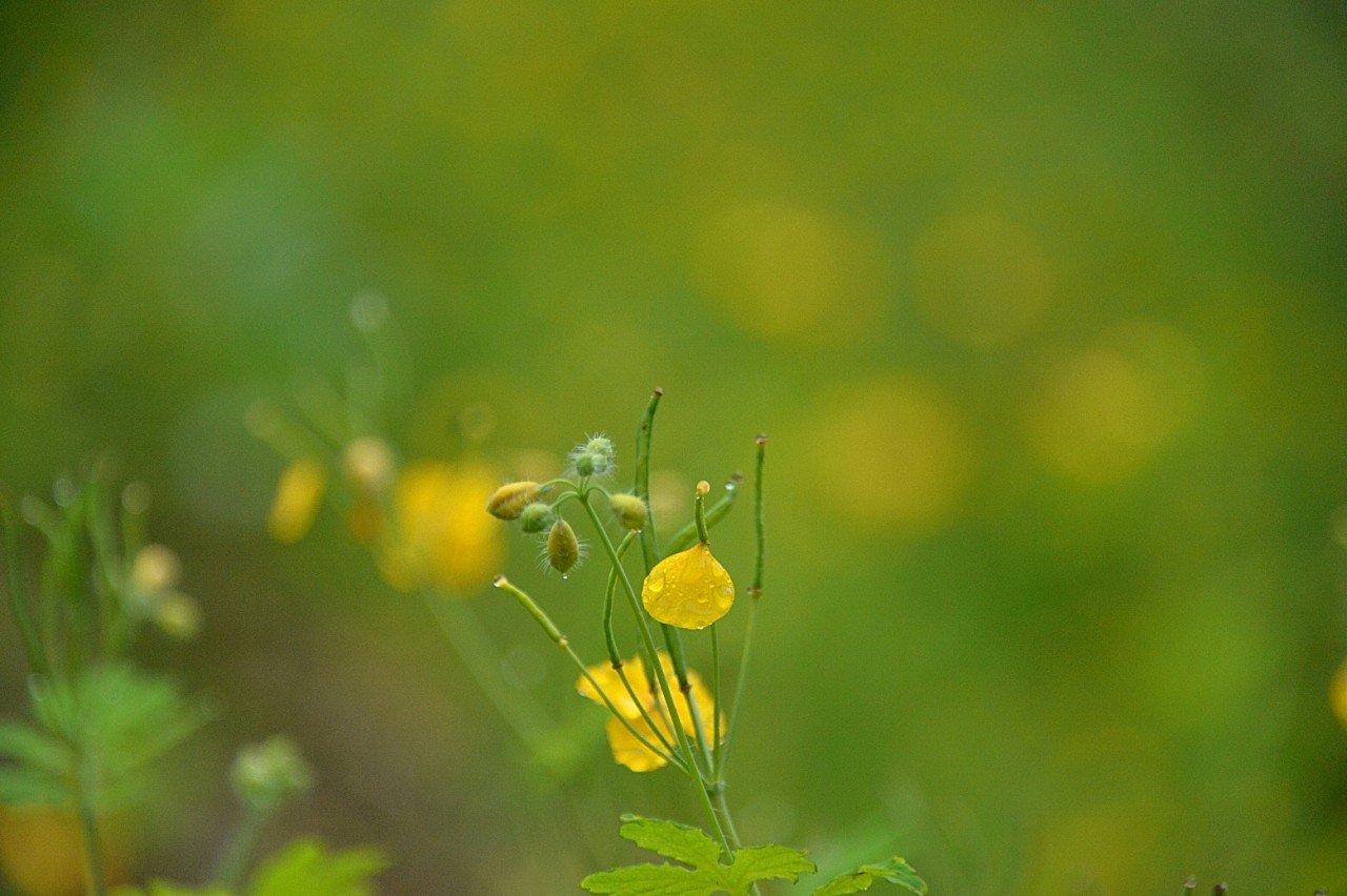 BandPhoto_8984545022.jpg : 비온날 들꽃들은