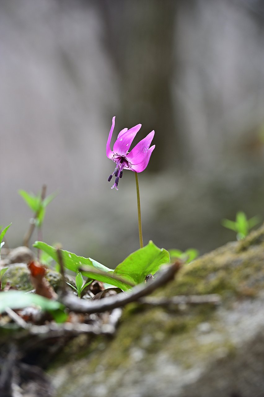 _DSC6208_00001.jpg : 곰배령-얼레지 _DSC6208_00001.jpg : 곰배령-얼레지