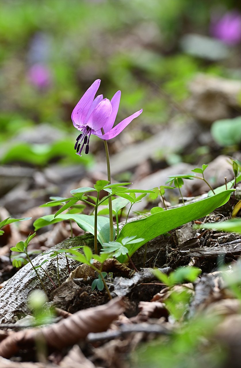 _DSC6212_00001.jpg : 곰배령-얼레지 _DSC6212_00001.jpg : 곰배령-얼레지