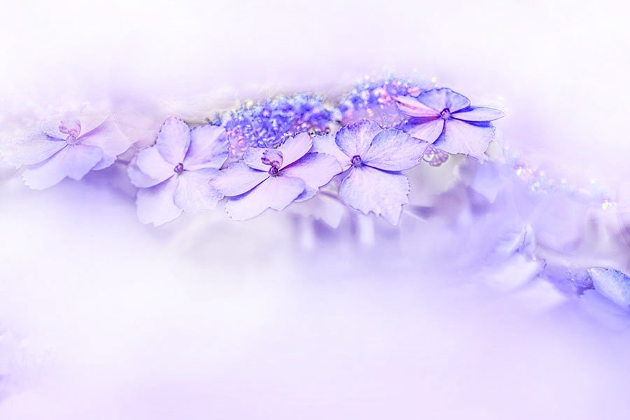 HVxx9A5770 - 복사본.jpg : 산수국