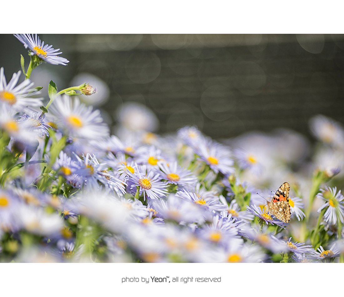 나비-꽃-1-Web.jpg : 꽃-나비-2