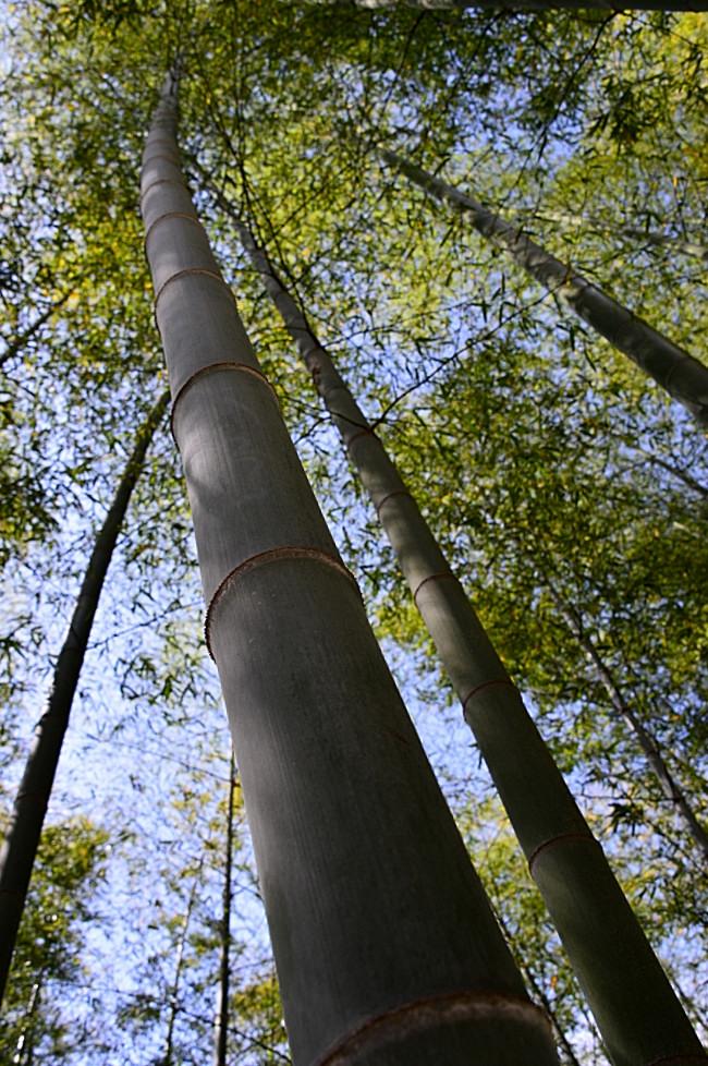 BandPhoto_8880720759.jpg : 거제 맹종죽