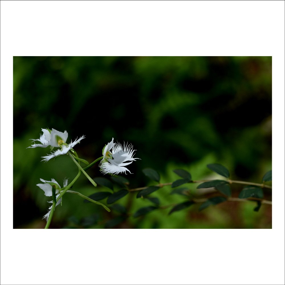 크기변환_DSC_2689.jpg : 해오라비의 飛上