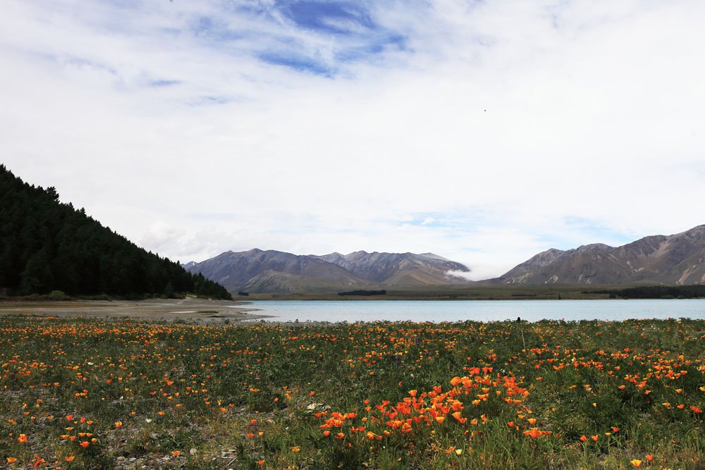 IMG_0150.jpg : 뉴질랜드에서 IMG_0150.jpg : 뉴질랜드에서