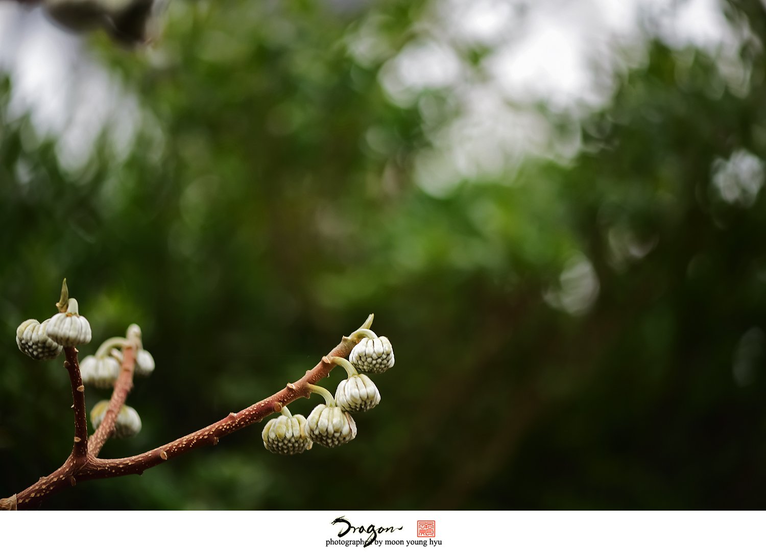 1-DSC_1689.jpg : 삼지닥나무 1-DSC_1689.jpg : 삼지닥나무