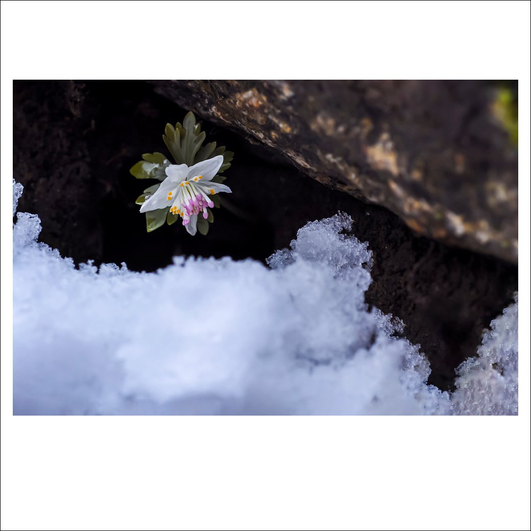 DSC_2548.jpg : 야생화 : 너도바람꽃