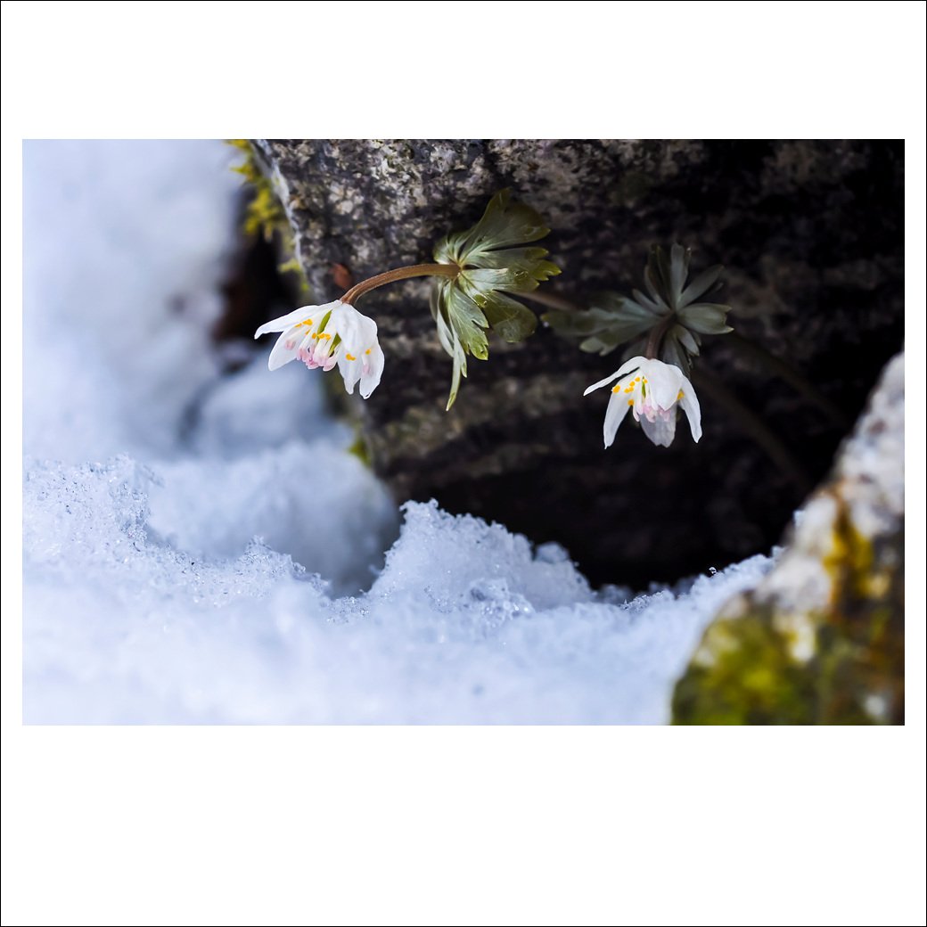 DSC_2555.jpg : 야생화 : 너도바람꽃