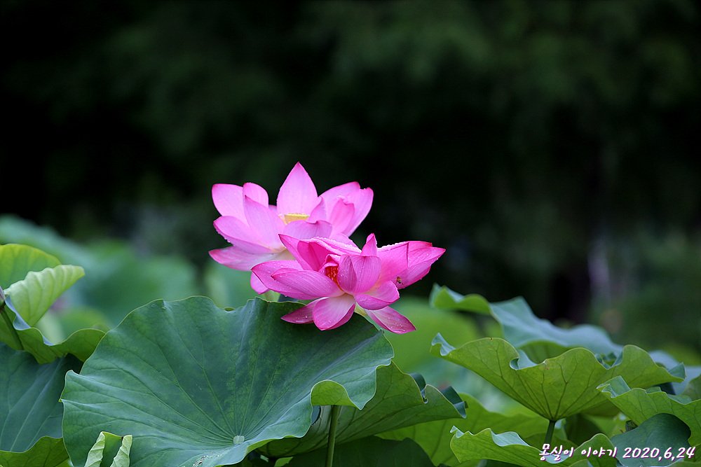 imgKYIRT8QO.jpg : 탑동 시민농장에는,.