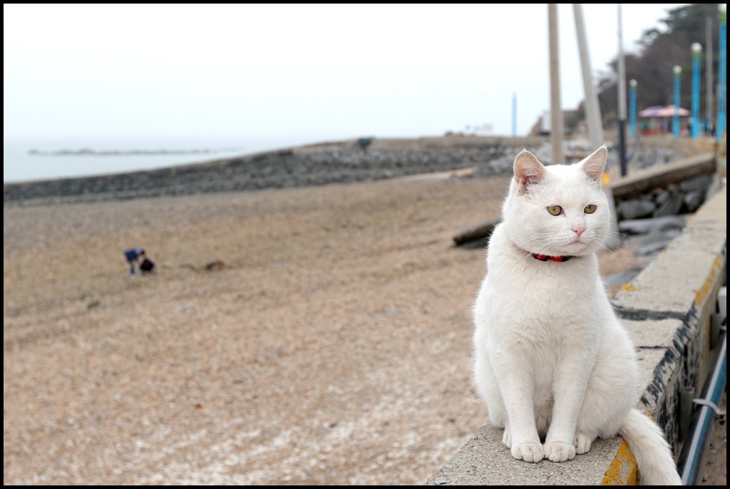 8D1A9316.jpg : 해변의 여인...