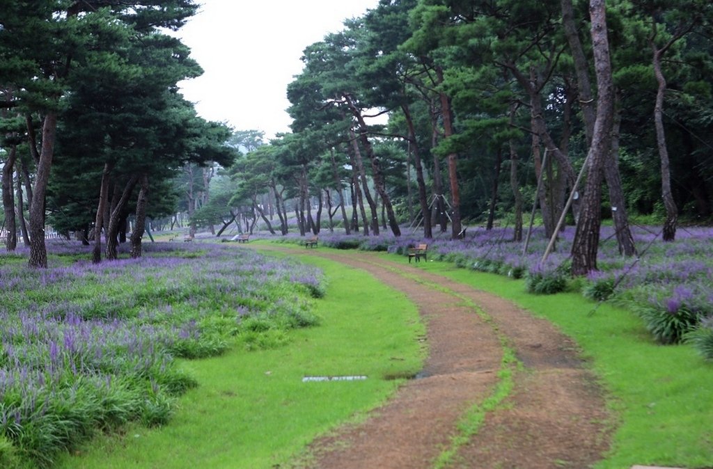 5K5A8363.JPG : ,맹문동