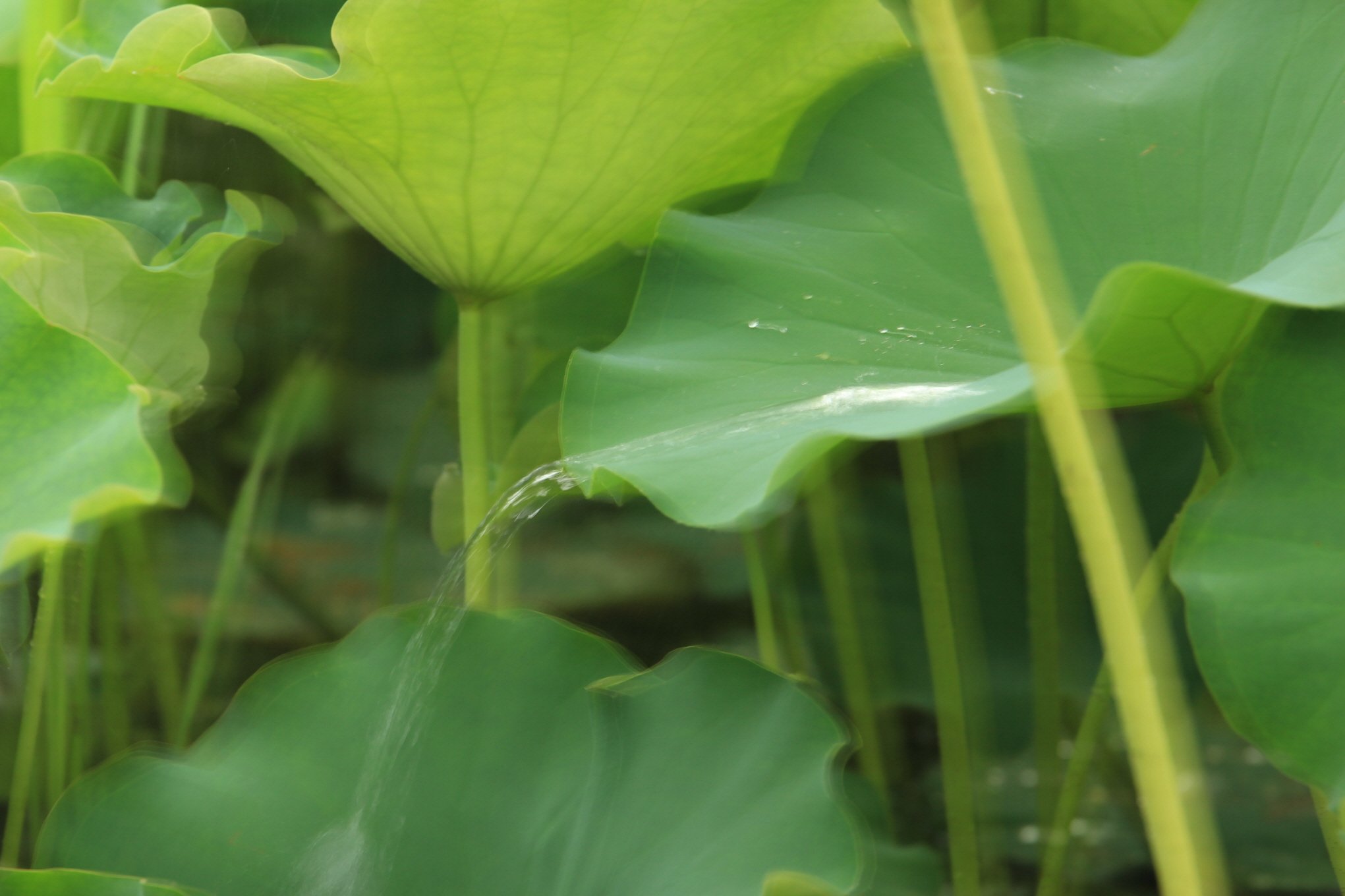 물줄기_3680.JPG : 의왕 초평리  연꽃지