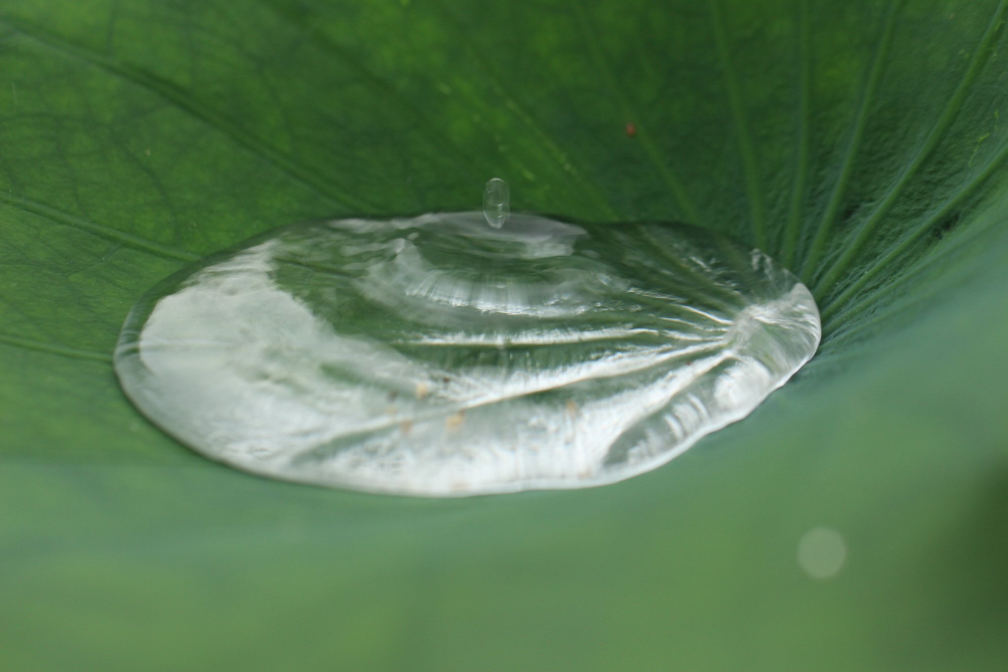 물방울_3729.JPG : 의왕 초평리  연꽃지