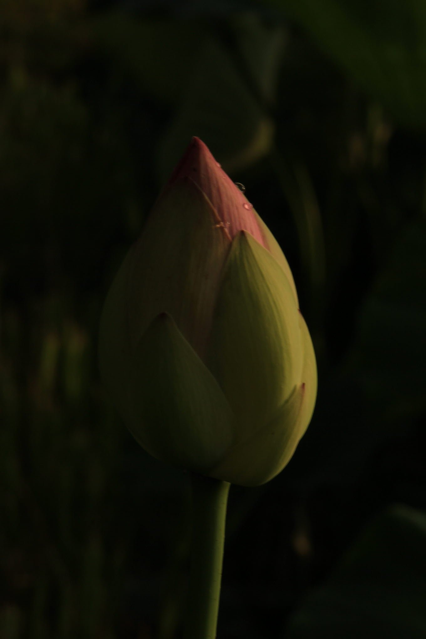 연꽃 흑 배경_3641.JPG : 의왕 초평리  연꽃지