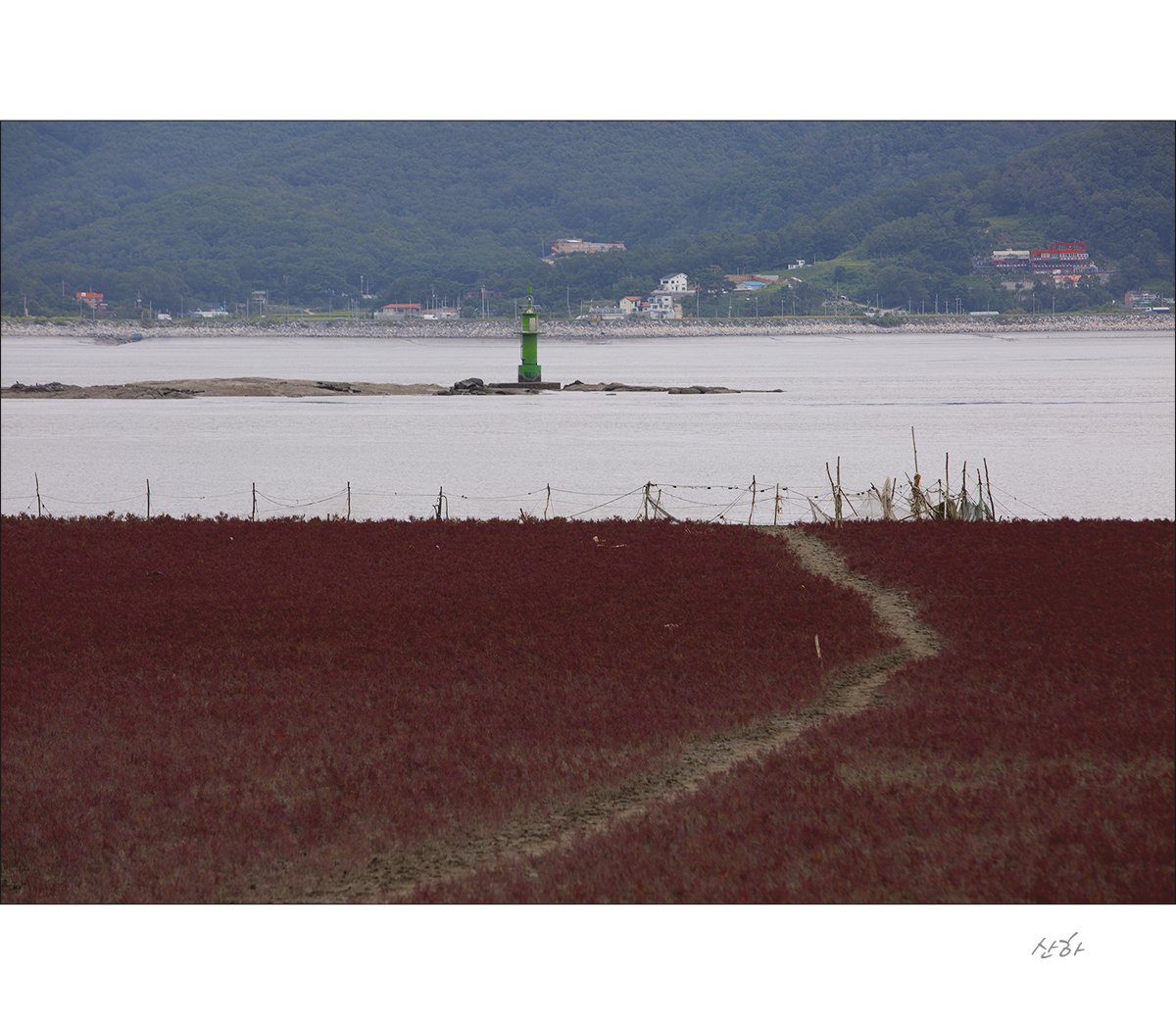 2M3A4452.jpg : 함초가 있는 풍경