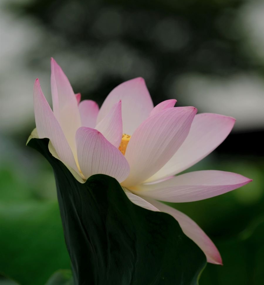 DSCF9183-s.jpg : 7월 정모 관곡지