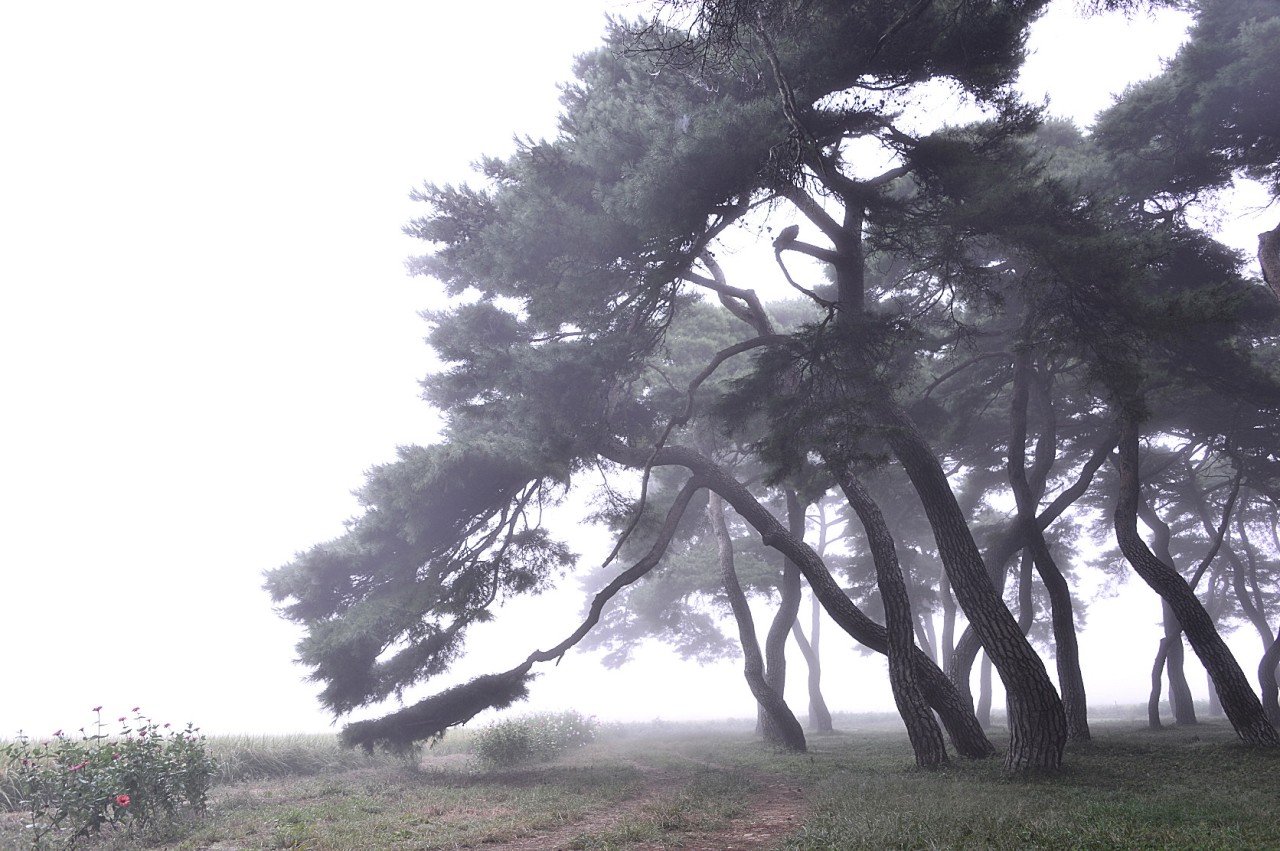 BandPhoto_10280905221.jpg : 임한리 아침