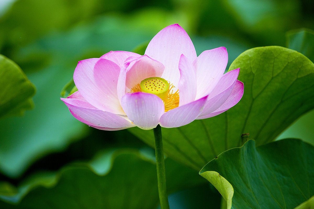 20190721-D55A0005-2.jpg : 비 맞는 연꽃