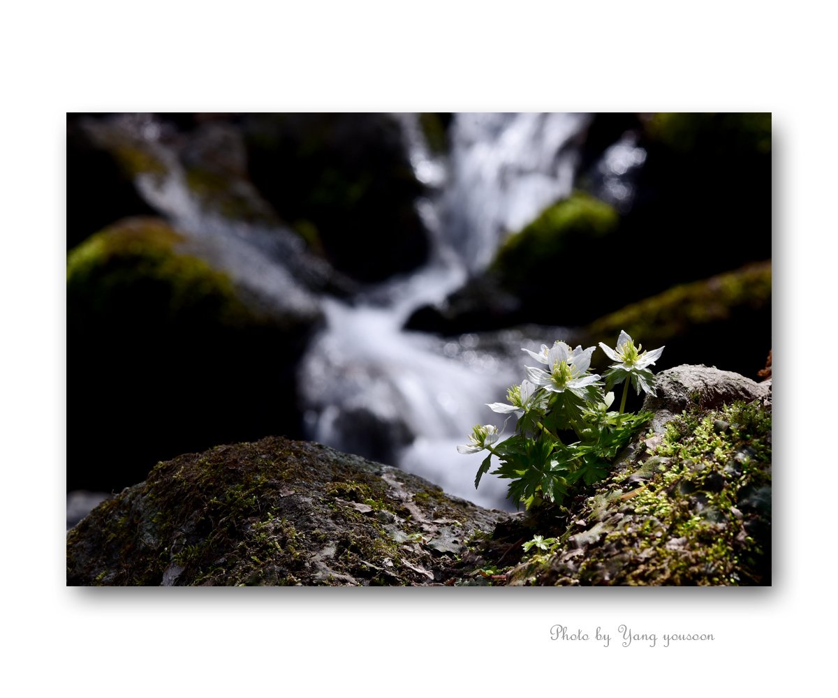 모데미꽃 7.jpg : 모데미꽃