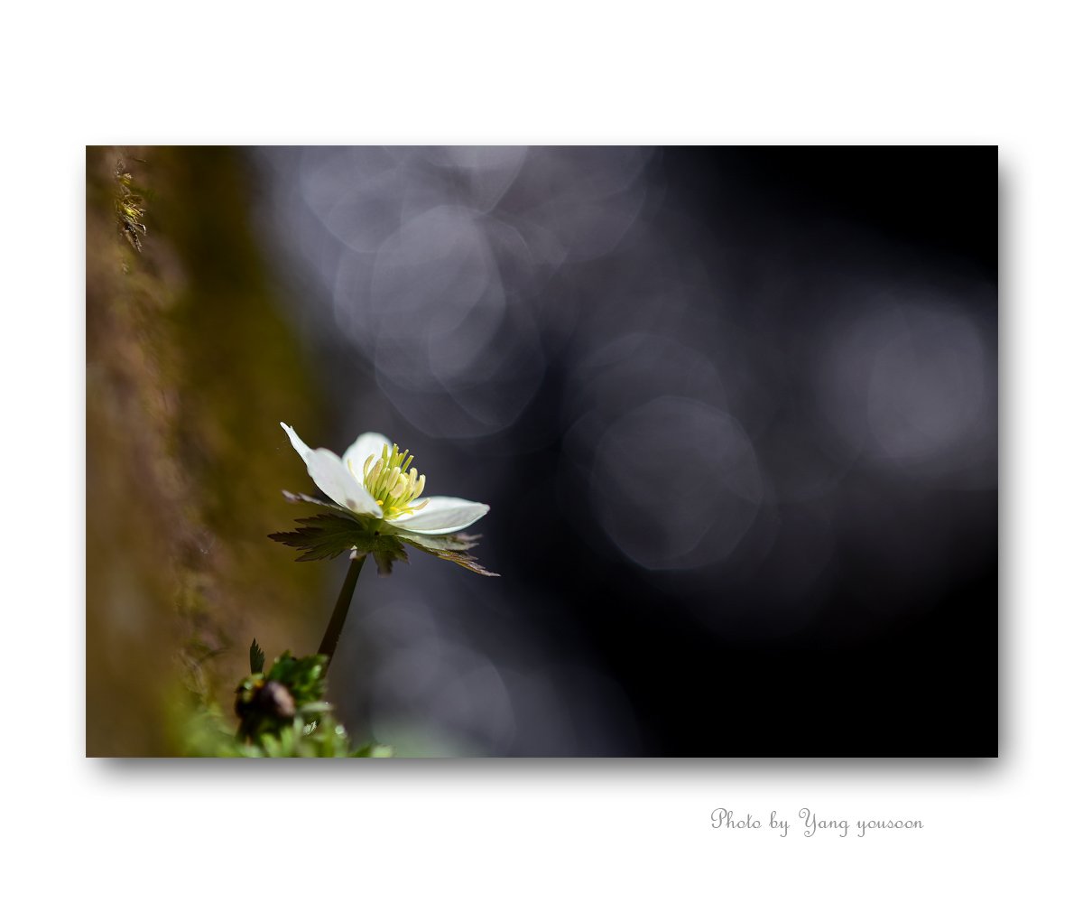 모데미꽃 12.jpg : 모데미꽃