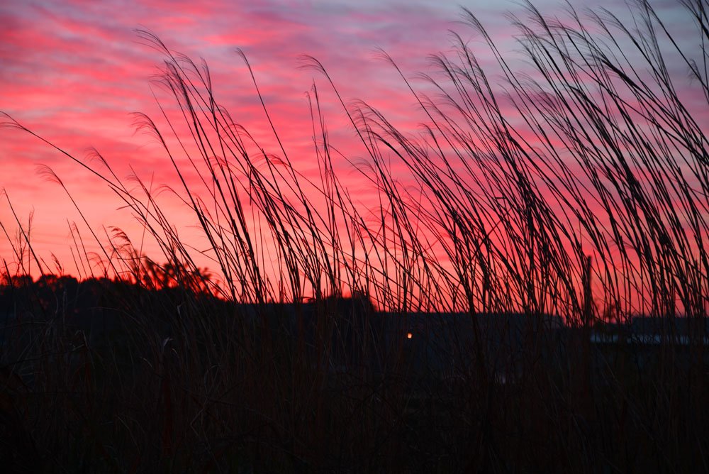 DSC_0079.JPG : 억새의물들임