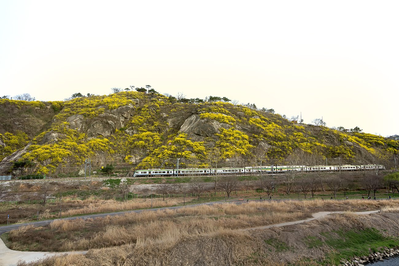 D55A0011-1.jpg : 봄을 싣고 달린다