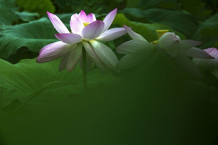 HVhh9A7986.jpg : 연지의하루