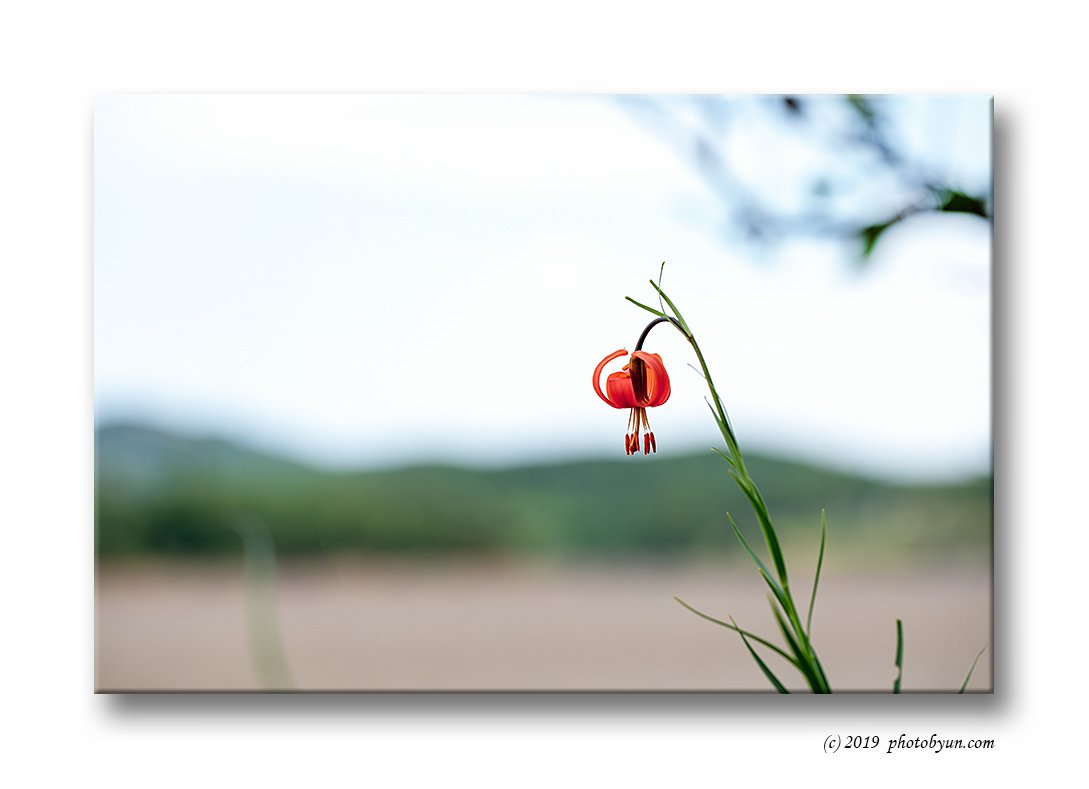 649A8059-편집.jpg : 땅나리 649A8059-편집.jpg : 땅나리