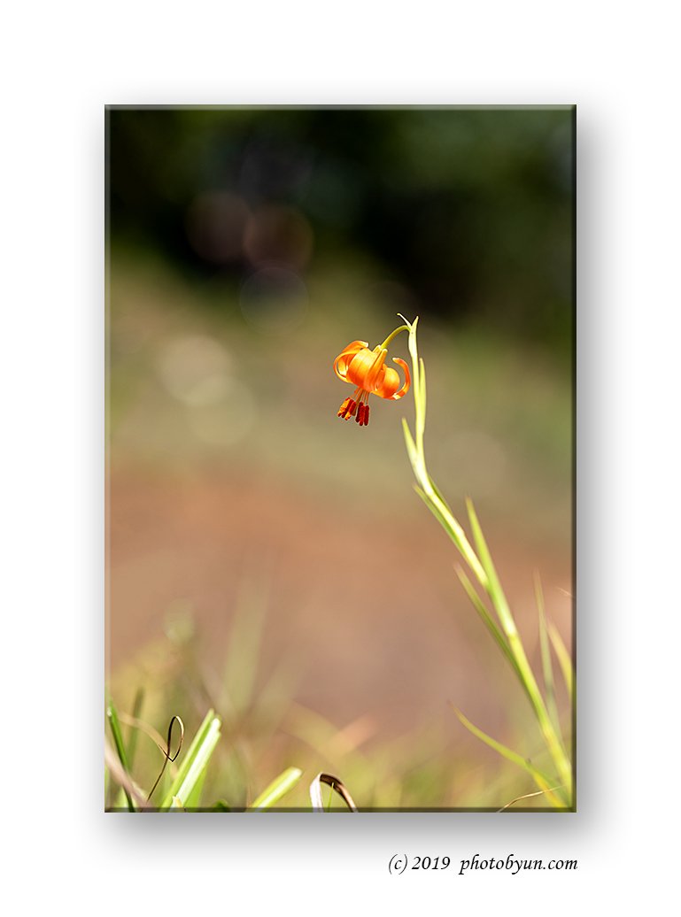 649A7895-편집.jpg : 땅나리 649A7895-편집.jpg : 땅나리