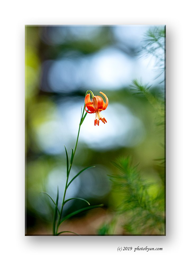 649A7861-편집.jpg : 땅나리 649A7861-편집.jpg : 땅나리