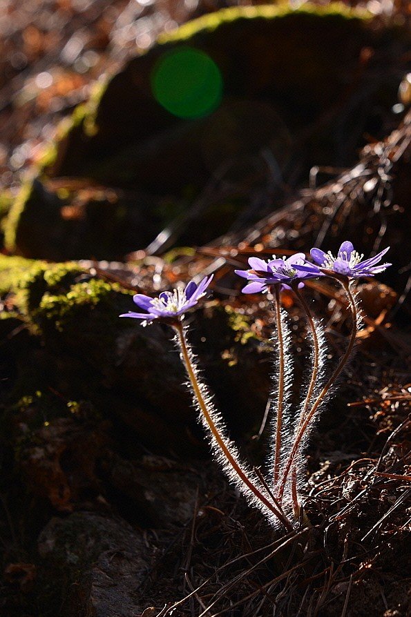 BandPhoto_28597297305.jpg : 노루귀