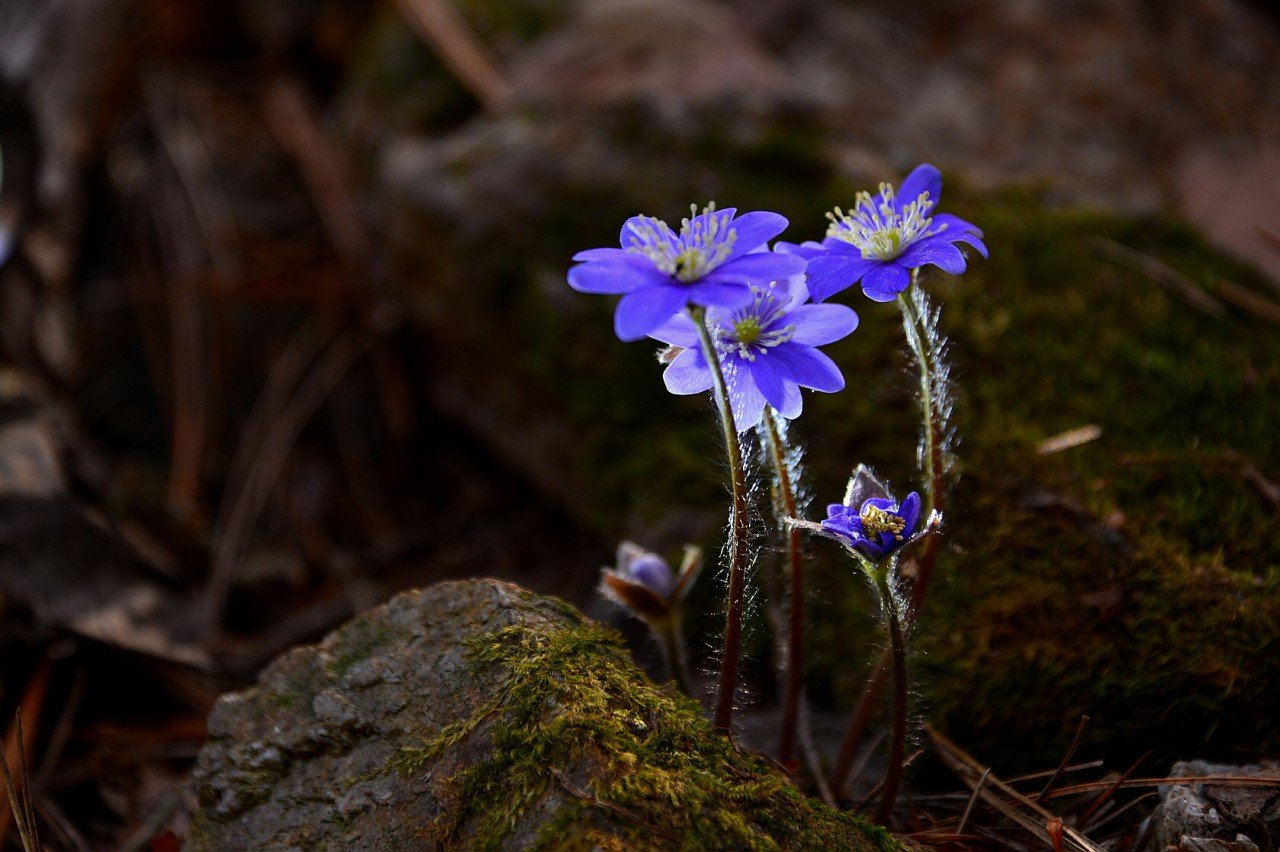 BandPhoto_28597297363.jpg : 노루귀