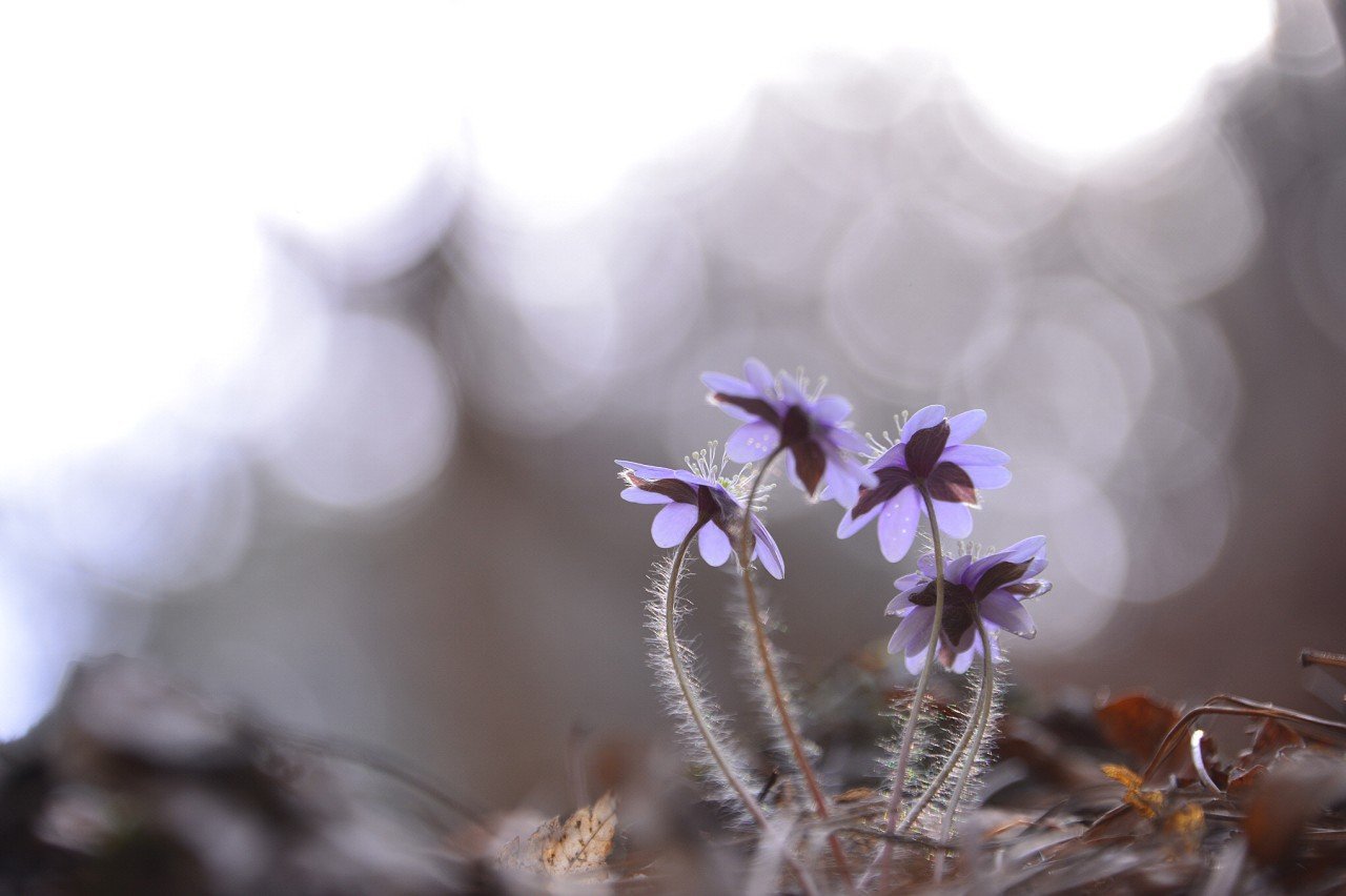 BandPhoto_28597297345.jpg : 노루귀