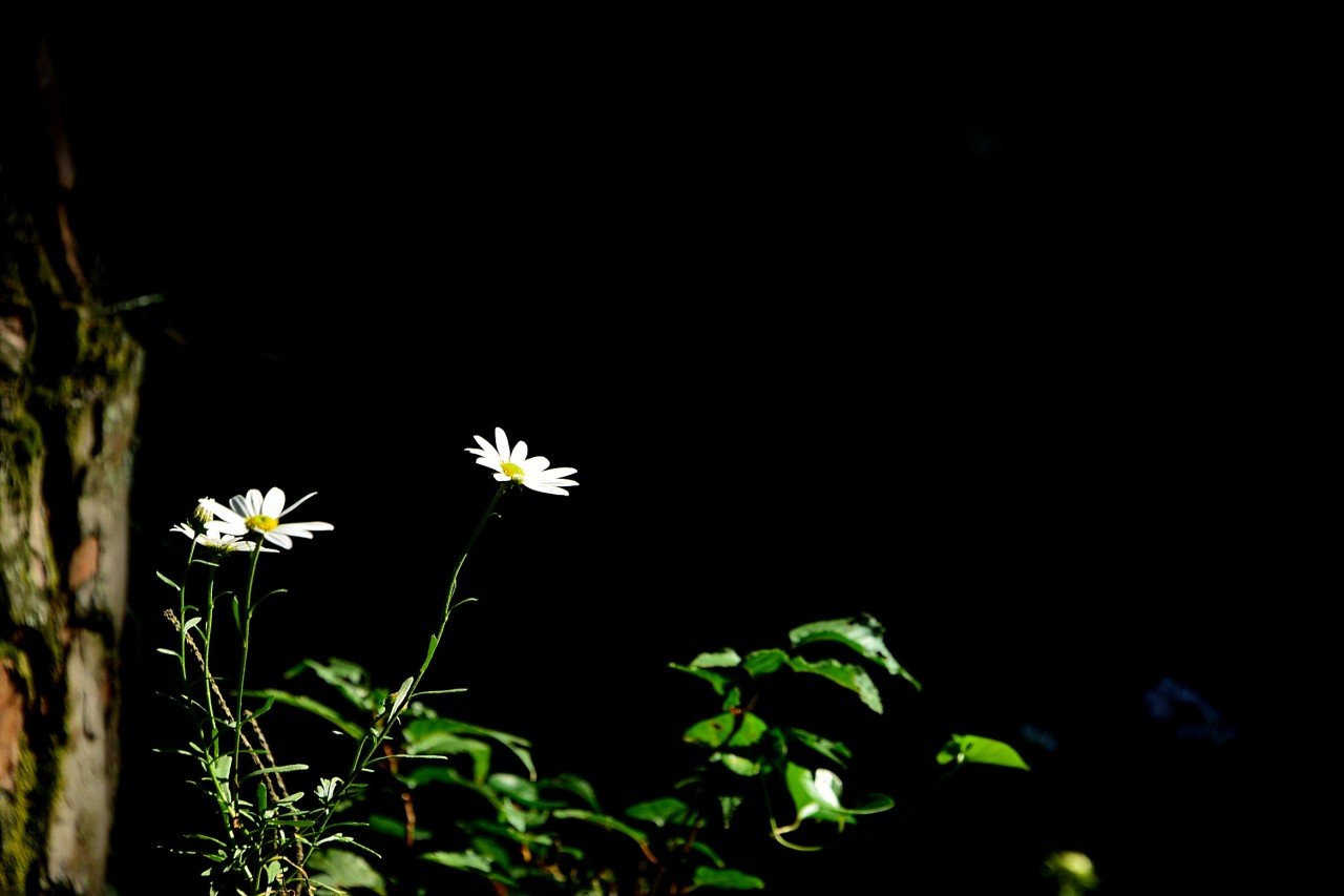 BandPhoto_10280916443.jpg : 상주 구절초