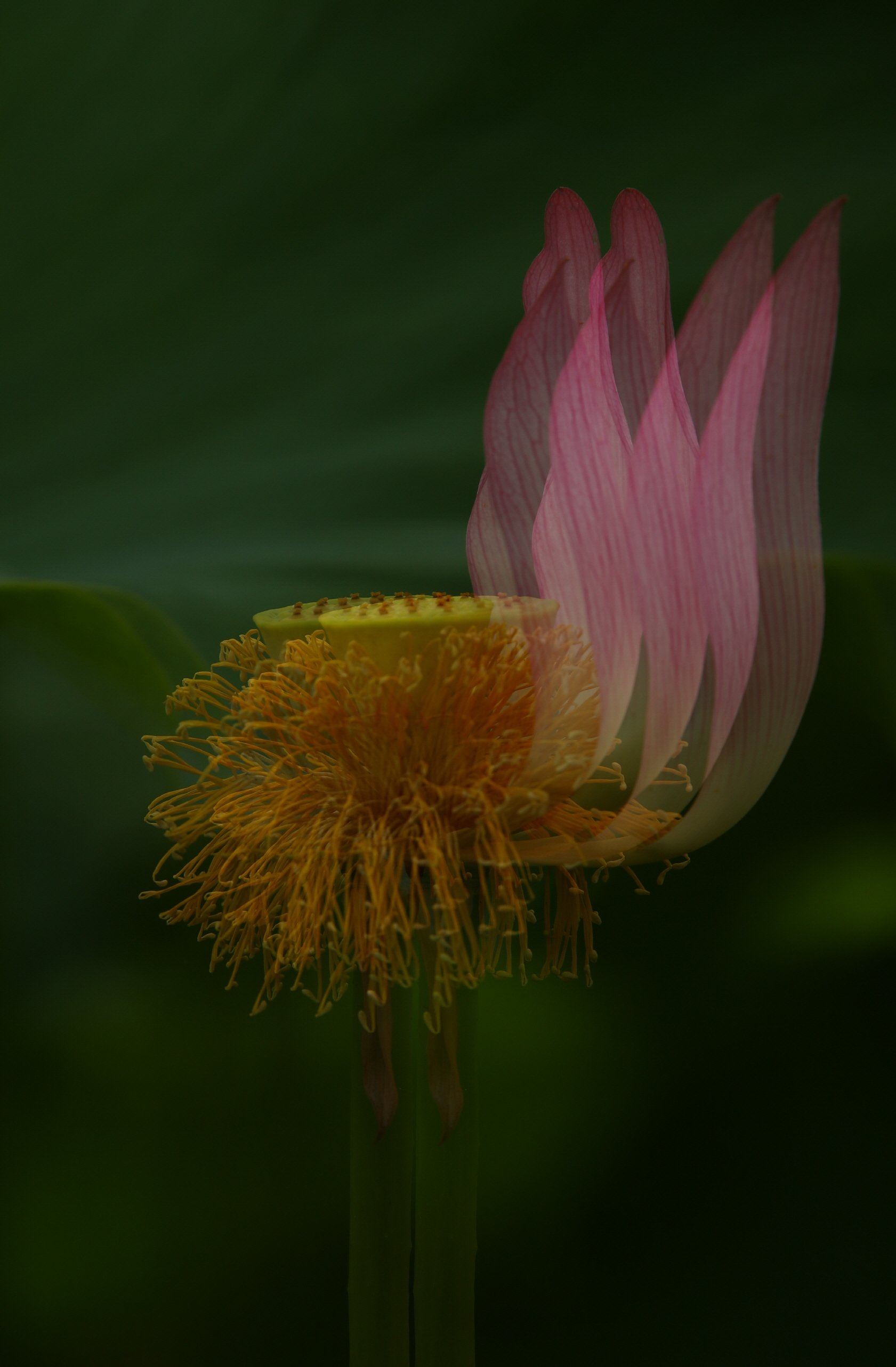 [크기변환]0T6A4662-불꽃 보정.jpg : 불꽃