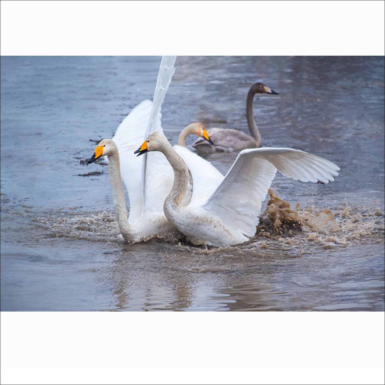 DSC_1661.jpg : 고니들의 아침식사