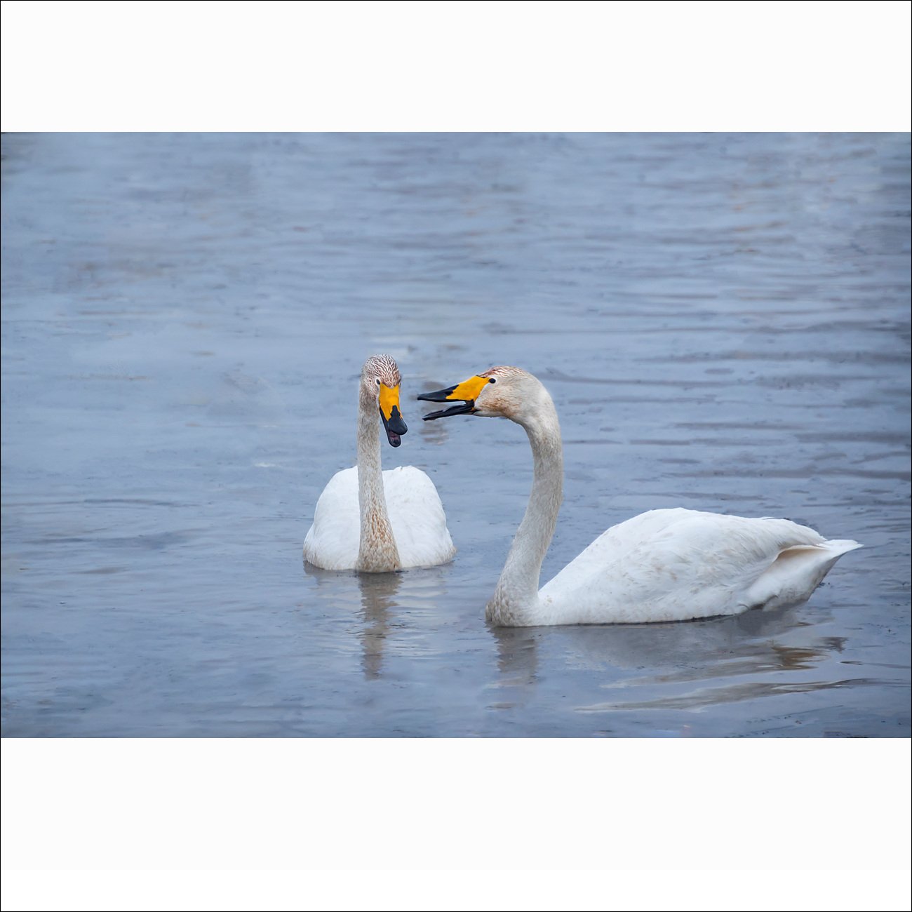 DSC_1667.jpg : 고니들의 아침식사