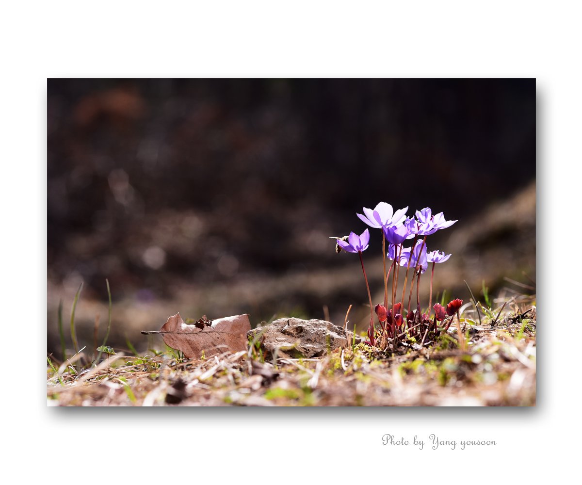깽깽이풀 11.jpg : 매화마름과 깽깽이풀꽃