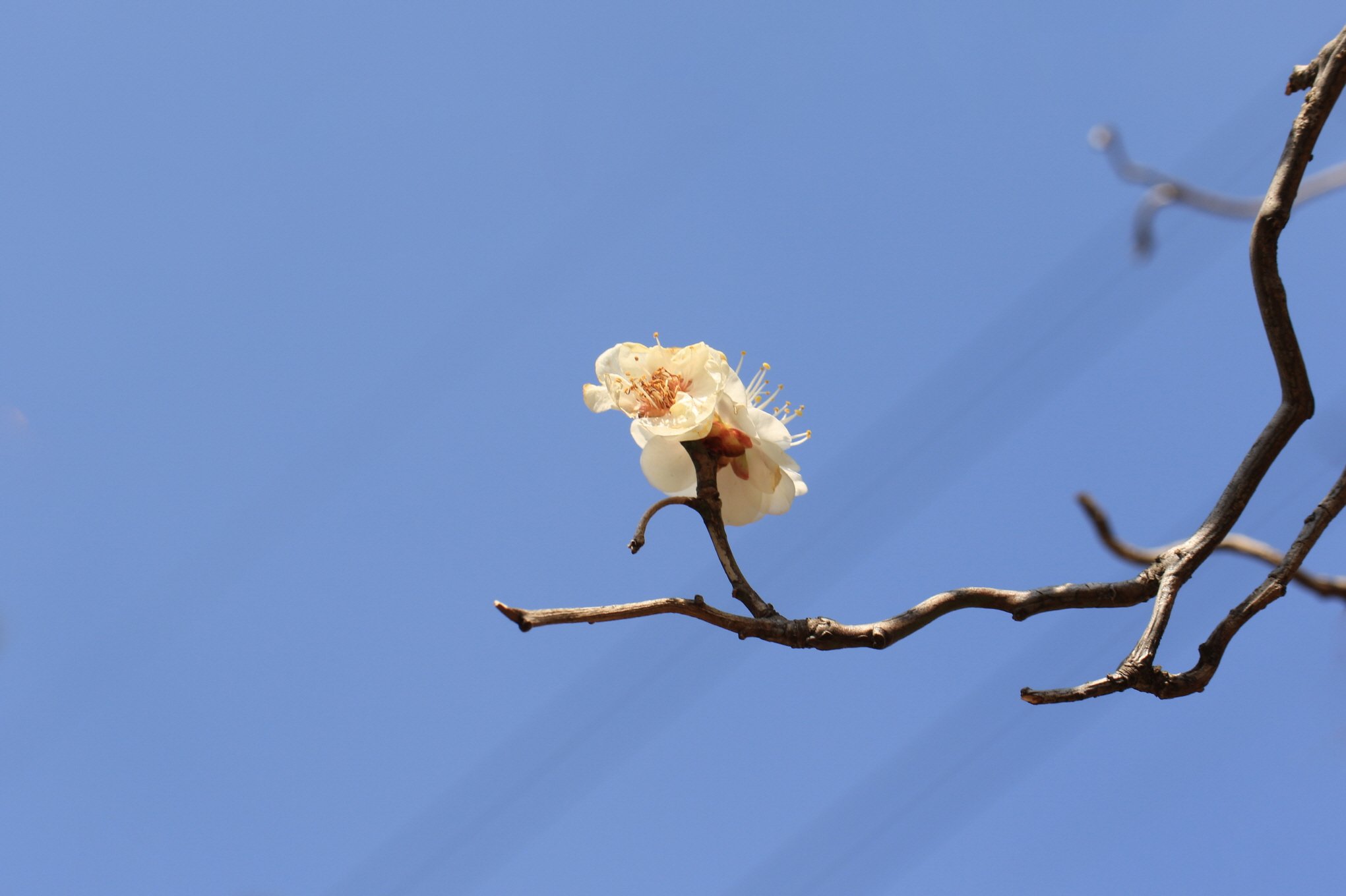 날아라 용매화-2.jpg : 춤추는 용매화~