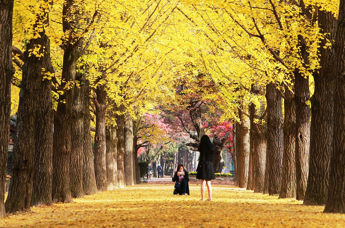 KJW_0585s.jpg : 남이섬에서