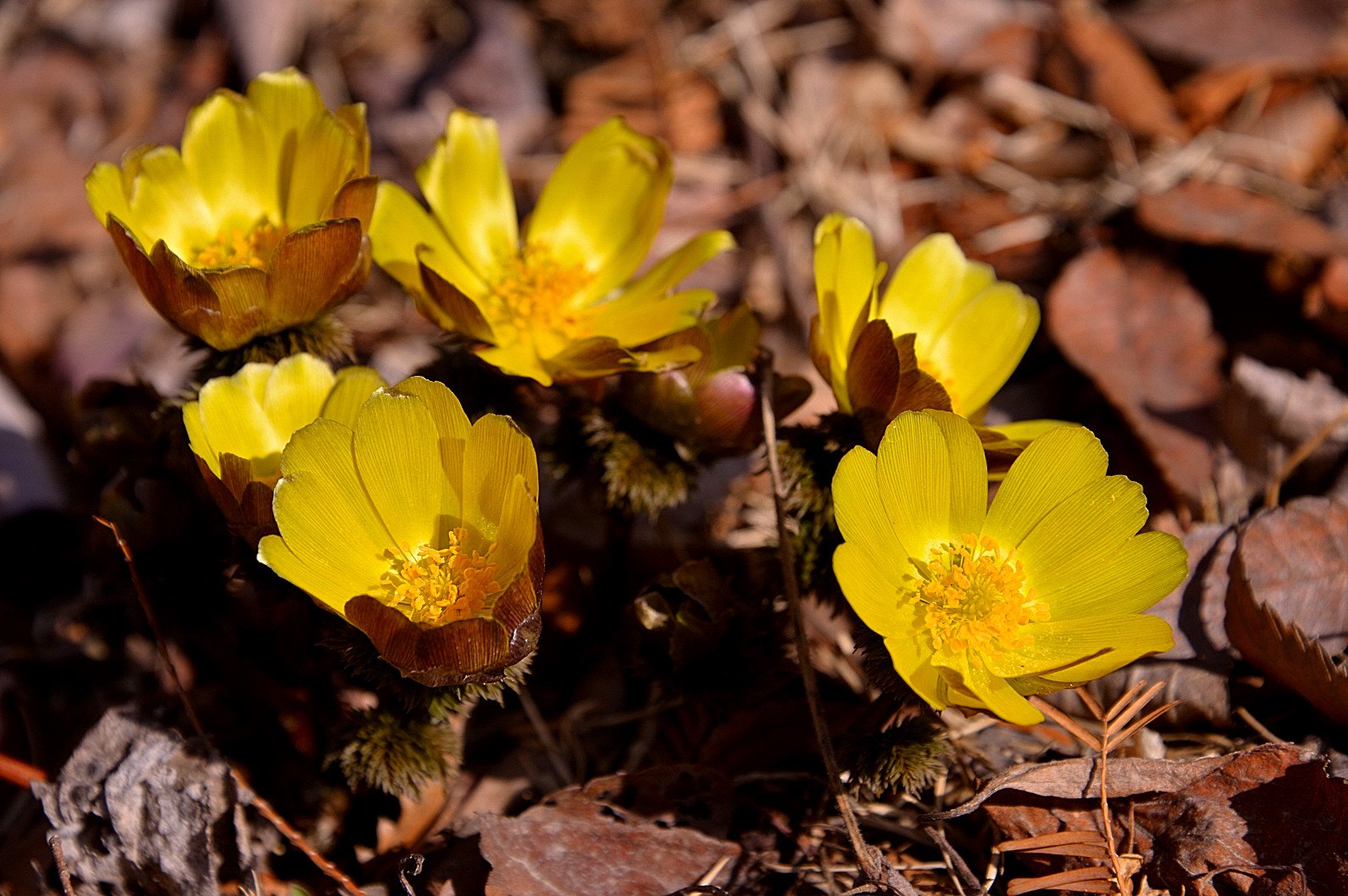 DSC_1728.JPG : 복수초