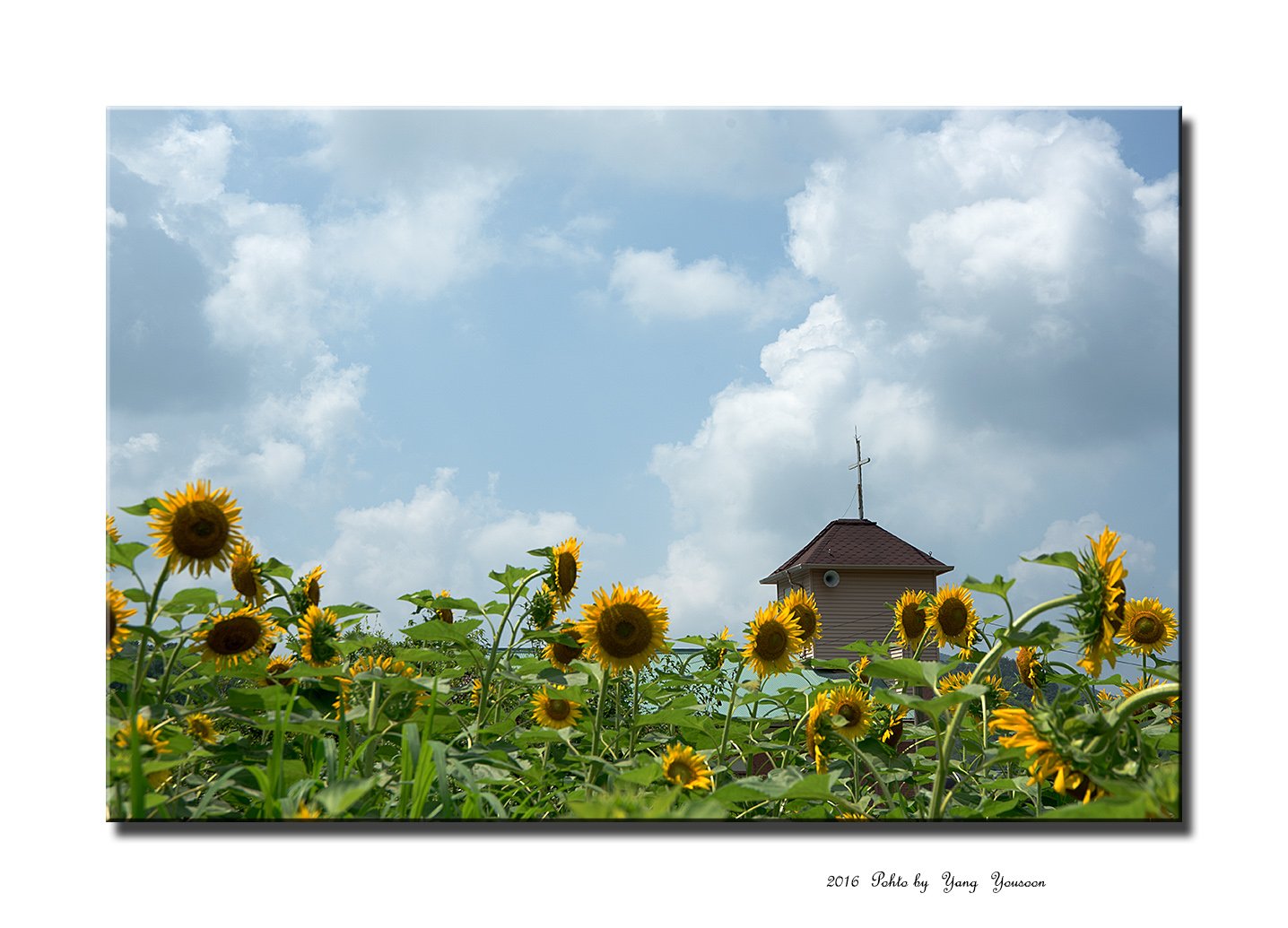 DSC_7963-1-r.jpg : 해바라기 DSC_7963-1-r.jpg : 해바라기
