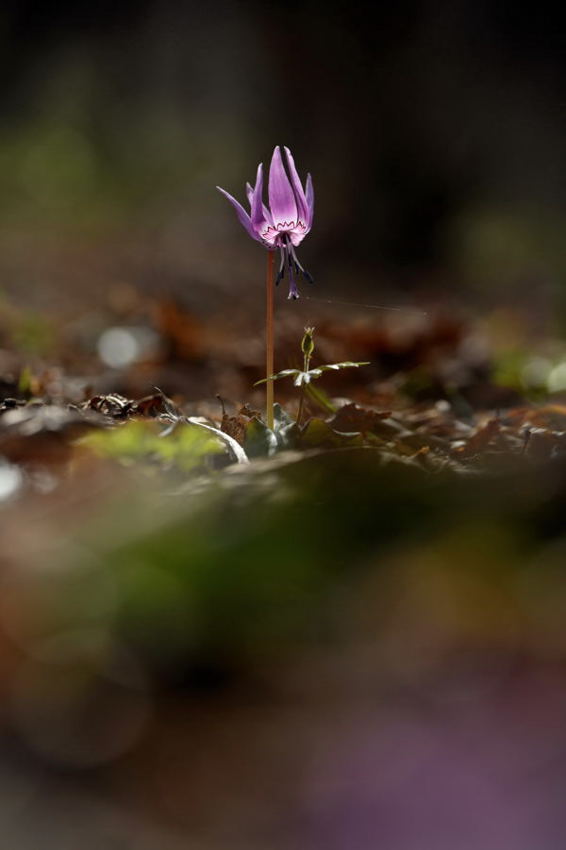 얼레지1.jpg : 꽃 사랑