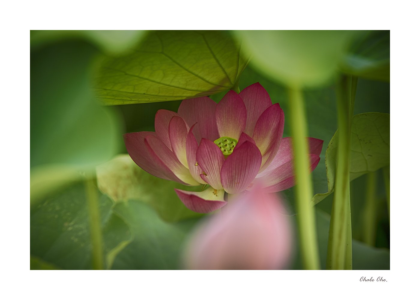 _HOL3204 copy.JPG : 숨은 연꽃