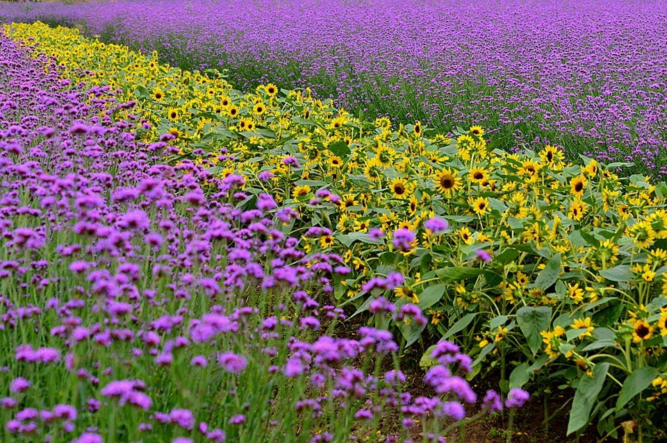 BandPhoto_35432251488.jpg : 상림숲 풍경