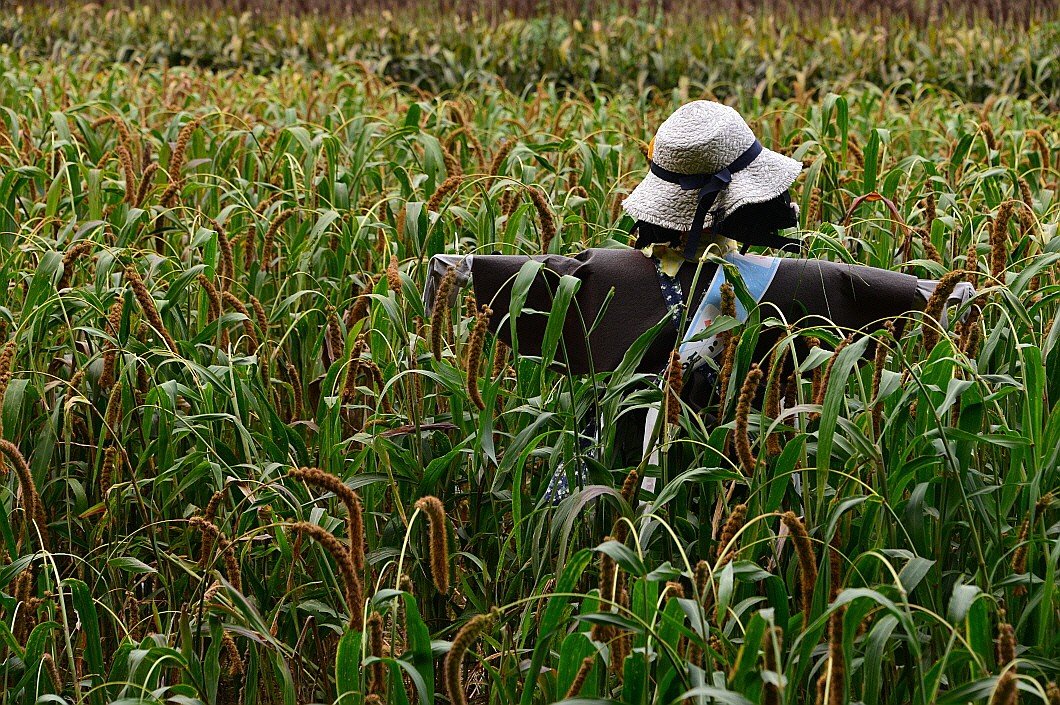 BandPhoto_35432251495.jpg : 상림숲 풍경