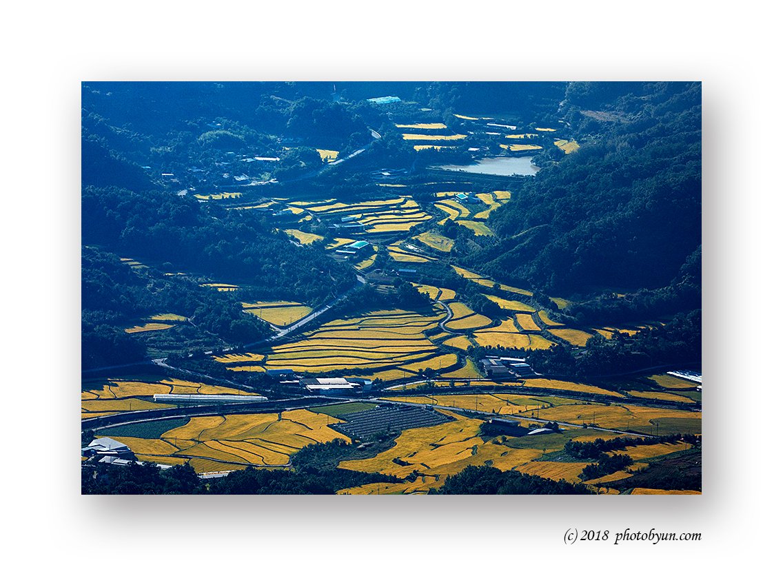 649A0925-편집.jpg : 황금들