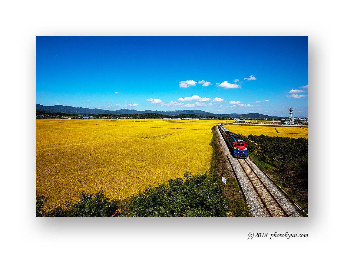 649A1117-1.jpg : 황금들