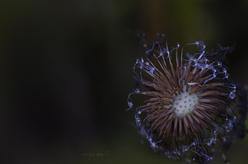 CE3A4915-2 resize.jpg : 코로나 블루